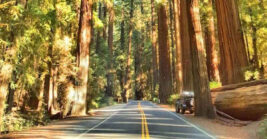 This Enchanting 31-Mile Highway In California Feels Like It Came Straight From A Storybook