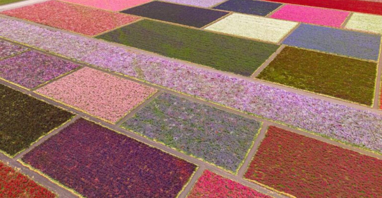 This Gorgeous California Flower Field Is So Picturesque It Feels Like A Dream