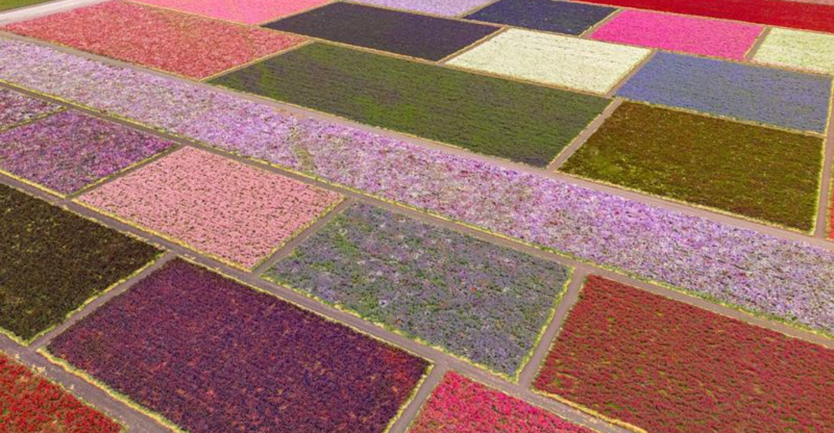 This Gorgeous California Flower Field Is So Picturesque It Feels Like A Dream