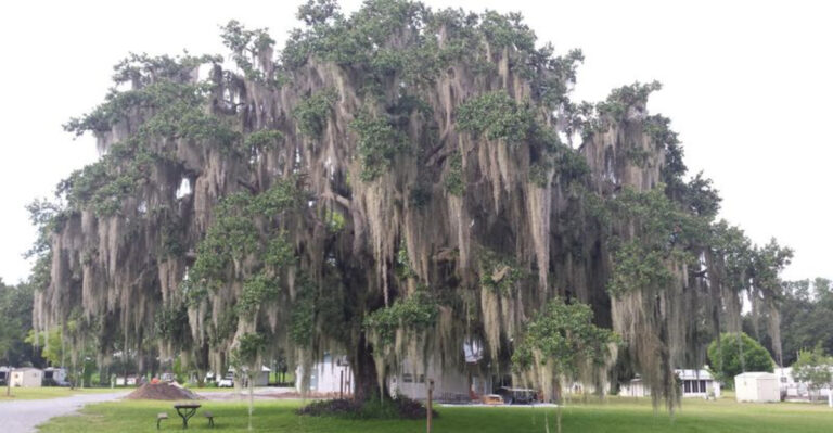 This Gorgeous Florida Small Town Is The Perfect Destination For A Relaxing Weekend Drive