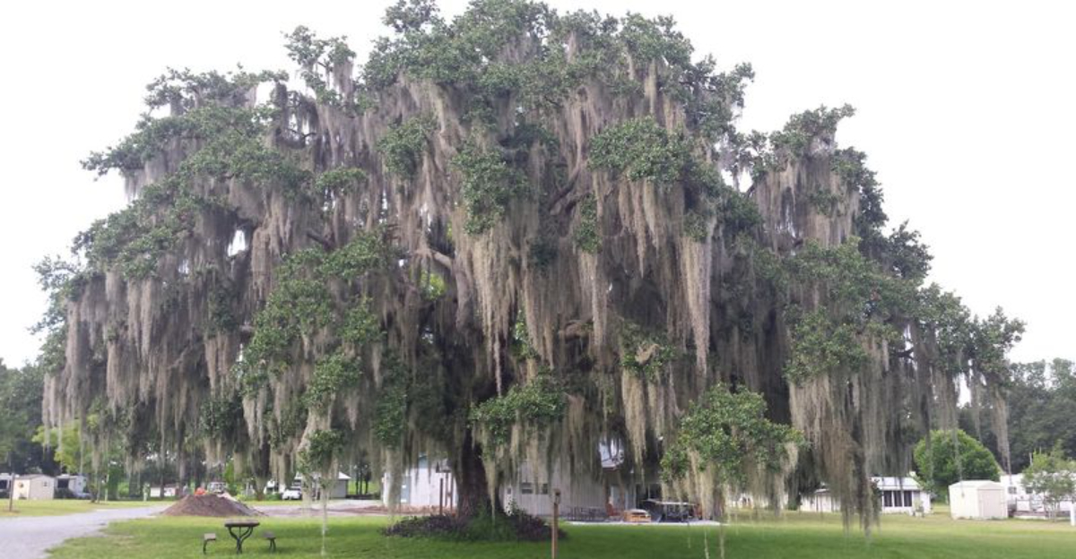 This Gorgeous Florida Small Town Is The Perfect Destination For A Relaxing Weekend Drive