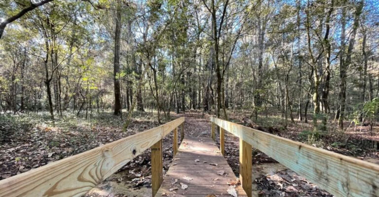 This Hidden Florida Park Is Home To Rare Birds, Giant Trees, And Incredible Natural Beauty
