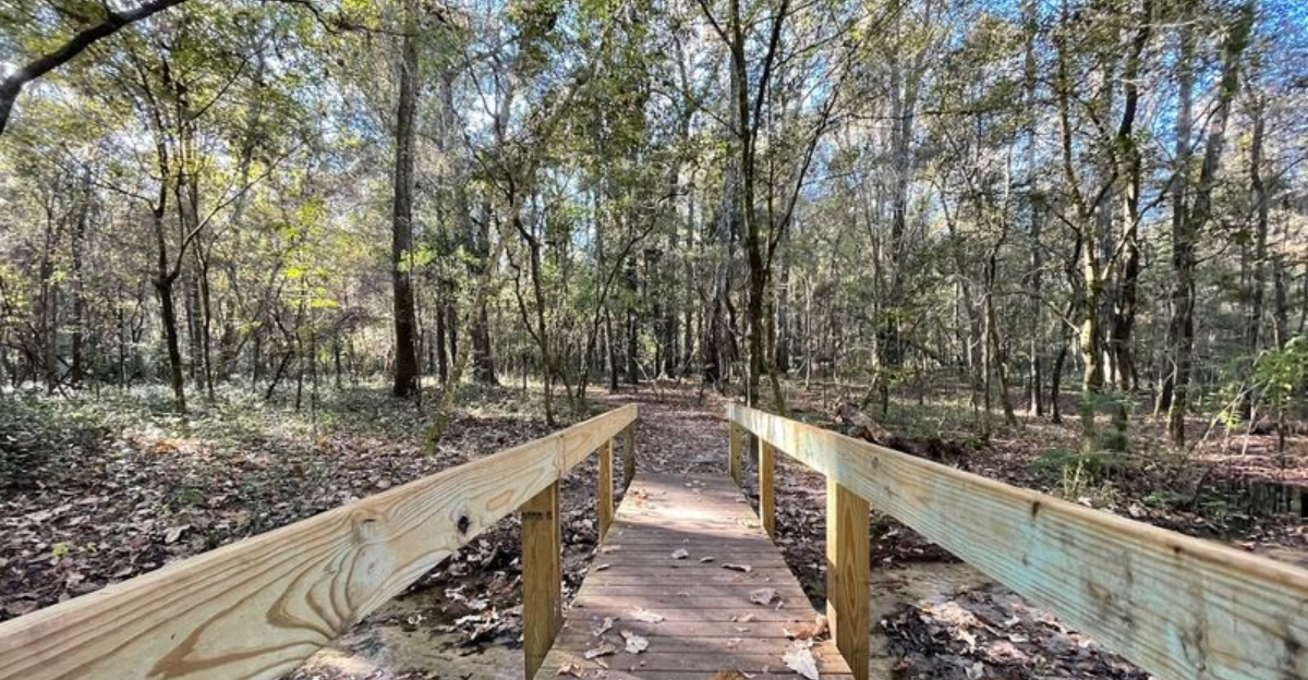 This Hidden Florida Park Is Home To Rare Birds, Giant Trees, And Incredible Natural Beauty