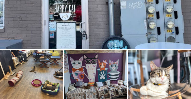 This Hidden Michigan Cat Cafe Lets You Spend Time With Playful, Adoptable Cats