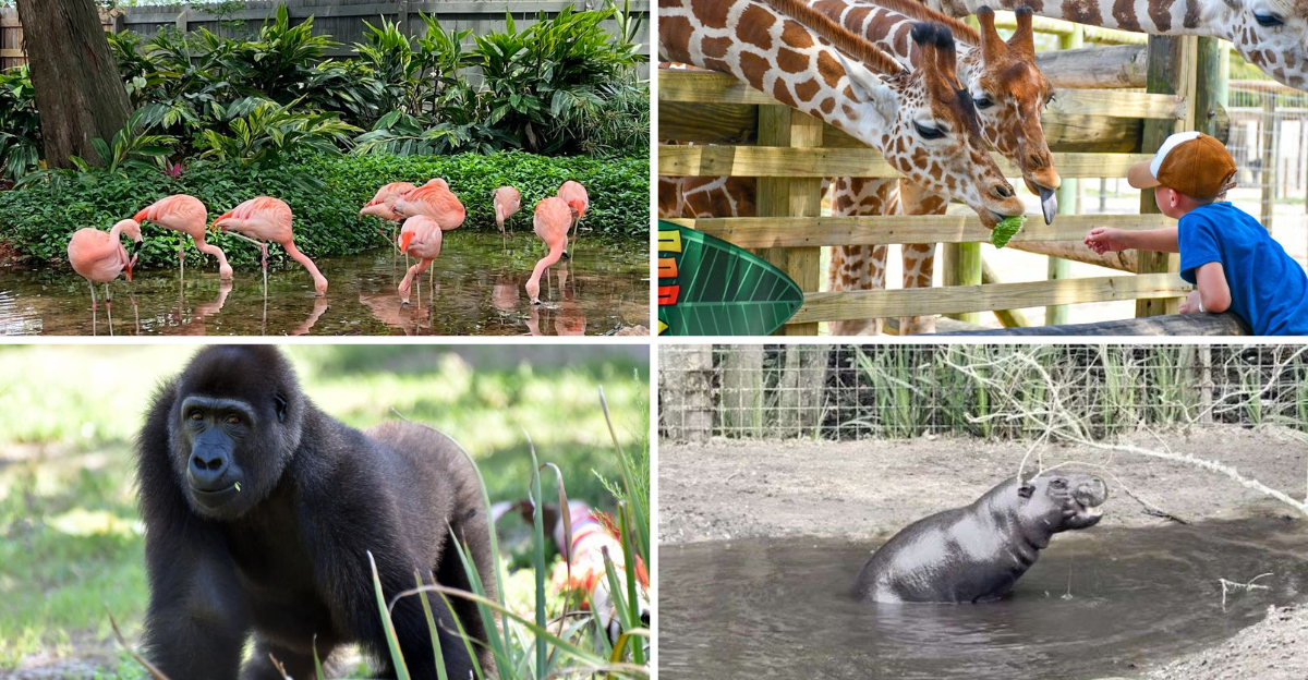 This Incredible 50 Acre Florida Zoo Feels Like A Real Life Madagascar Adventure