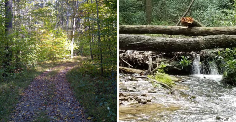 This Little-Known Pennsylvania State Park Offers Endless Trails, Towering Trees, And Hardly Any Crowds