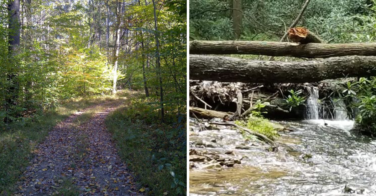 This Little Known Pennsylvania State Park Offers Endless Trails Towering Trees And Hardly Any Crowds