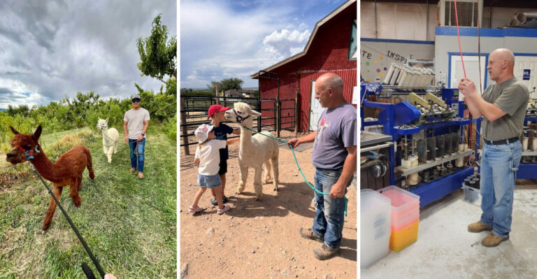 This Memorable Alpaca Walking Adventure In Colorado Is Guaranteed To Win You Over
