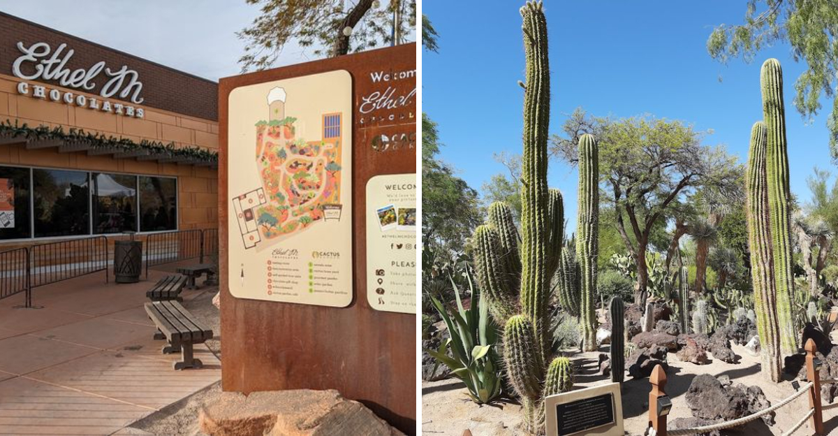 This Nevada Cactus Garden Feels Like A Desert Wonderland Filled With Thousands Of Stunning Plants And Unexpected Beauty After Dark