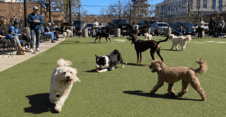 This One-Of-A-Kind Colorado Pub Lets You Enjoy A Drink While Your Dog Has A Blast