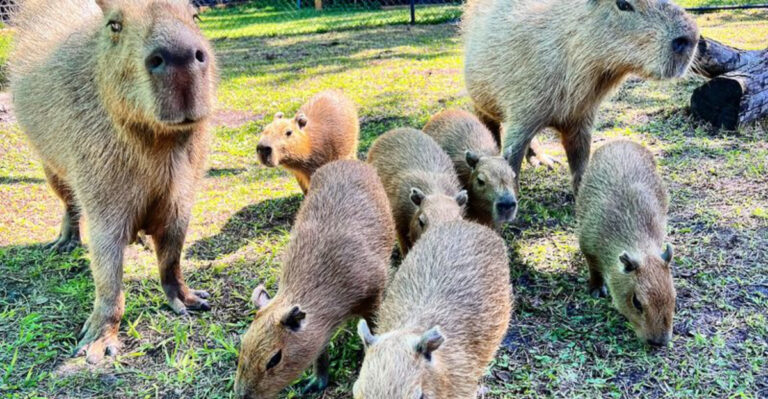 This One-Of-A-Kind Florida Wildlife Park Offers An Unforgettable Capybara Experience