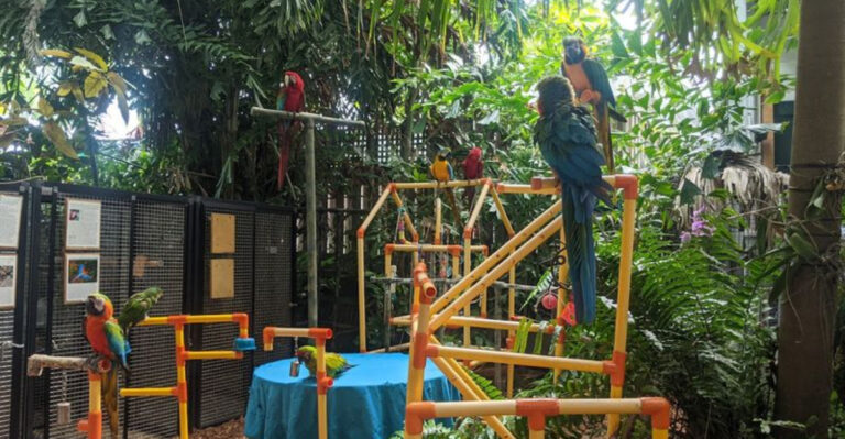 This Remarkable Florida Bird Sanctuary Offers An Up-Close Encounter With Colorful Macaws