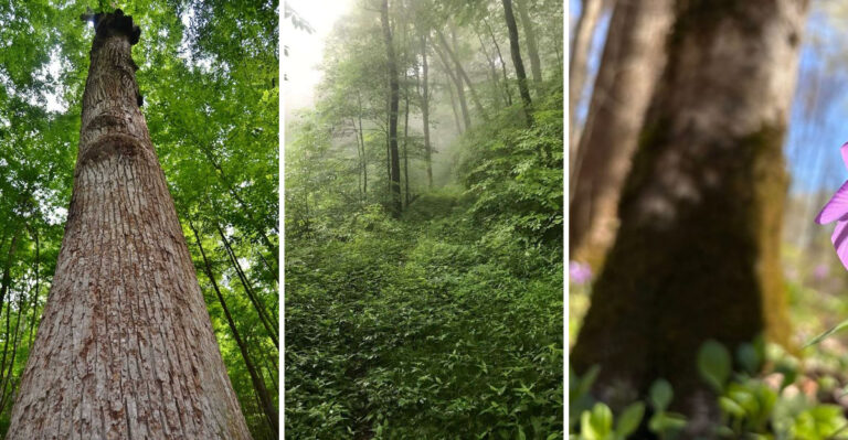 This Remote North Carolina Wilderness Is Home To Some Of The Oldest Trees In The Eastern United States