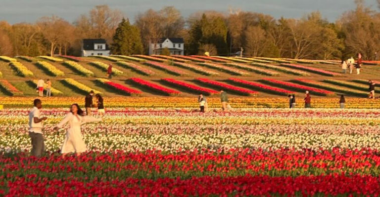 This Stunning Virginia Tulip Farm Is So Beautiful, It Feels Like A Living Painting