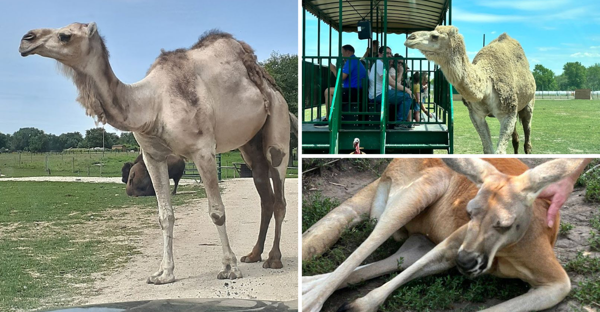 This Under The Radar Illinois Zoo Is The Perfect Destination For An Unforgettable Day Trip