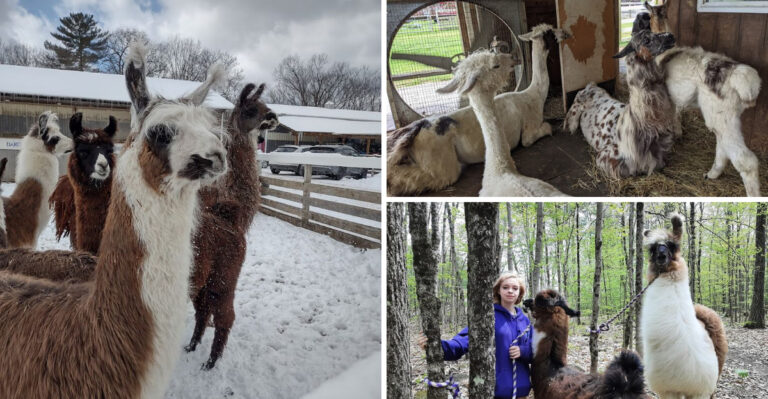 This Unforgettable Llama Trek Through The New York Wilderness Is Unlike Any Outdoor Adventure You’ve Ever Had