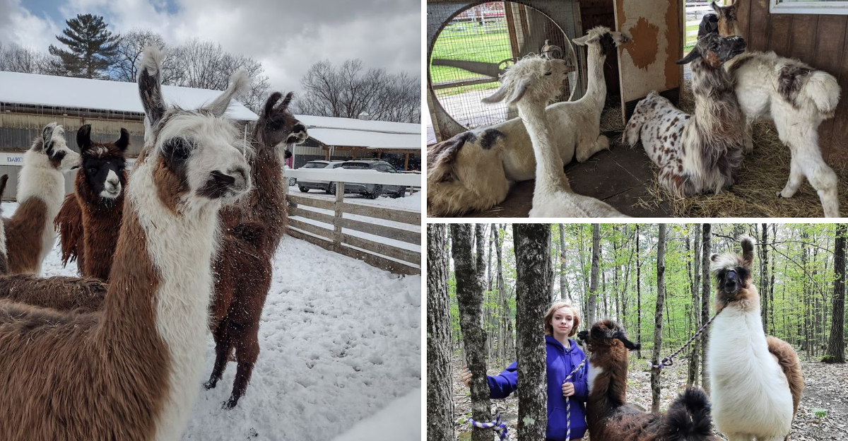 This Unforgettable Llama Trek Through The New York Wilderness Is Unlike Any Outdoor Adventure Youve Ever Had