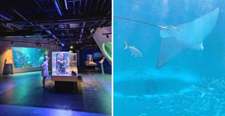 This Unique Florida Museum Features An Overhead Aquarium Filled With Massive Hammerhead Sharks