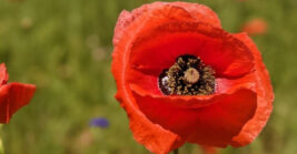 This gorgeous 4-acre poppy field in Michigan looks like something straight out of a Claude Monet painting