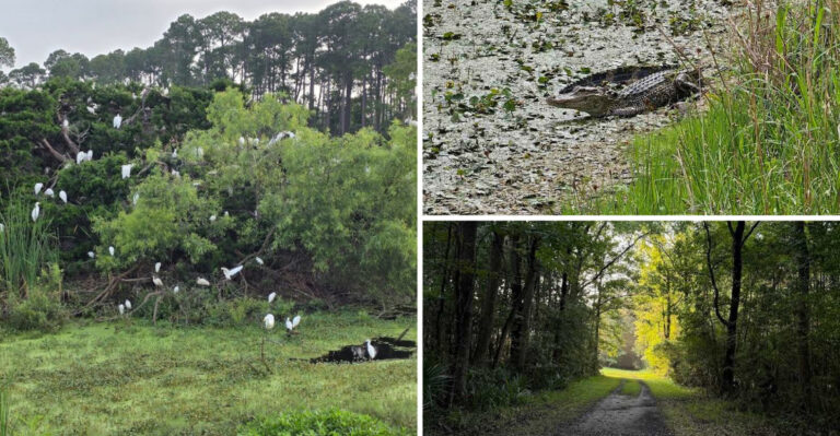 This gorgeous South Carolina wildlife refuge remains one of the state’s best hidden gems