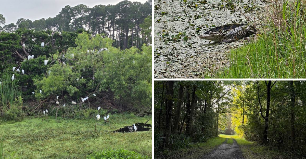 This gorgeous South Carolina wildlife refuge remains one of the state’s best hidden gems