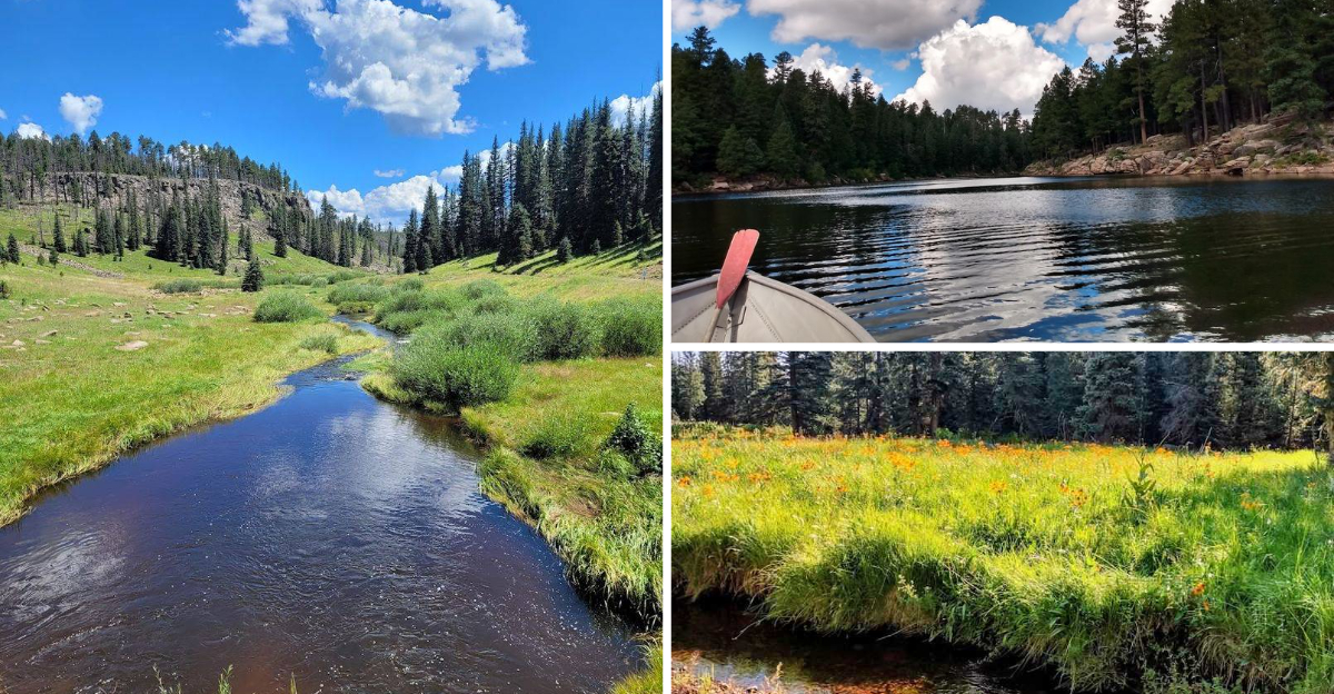 This stunning Arizona national forest remains one of the states best kept secrets