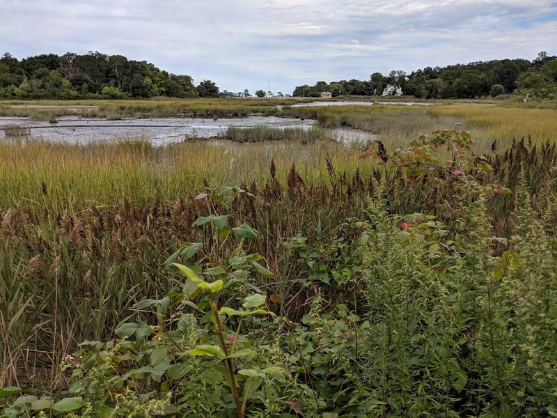 Tidal Wetlands Teeming With Unexpected Wildlife