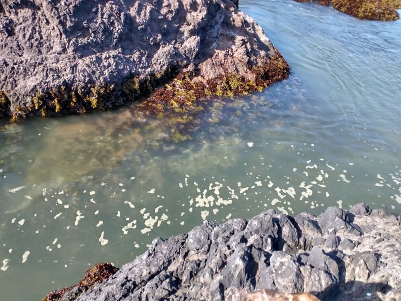 Tidepooling Along the Mendocino Coast: A Miniature Ocean Universe Tidepooling Along the Mendocino Coast: A Miniature Ocean Universe