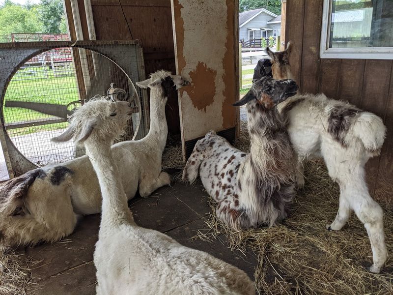 Touring Every Barn on the Property — Including the Mama and Baby Area