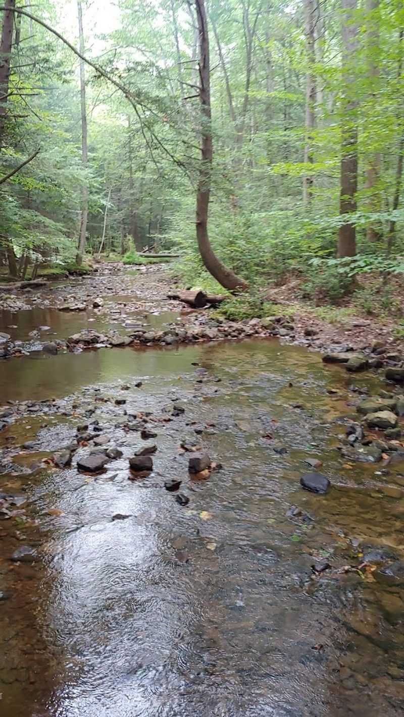 Trails That Wind Through Old-Growth Hemlocks Trails That Wind Through Old-Growth Hemlocks