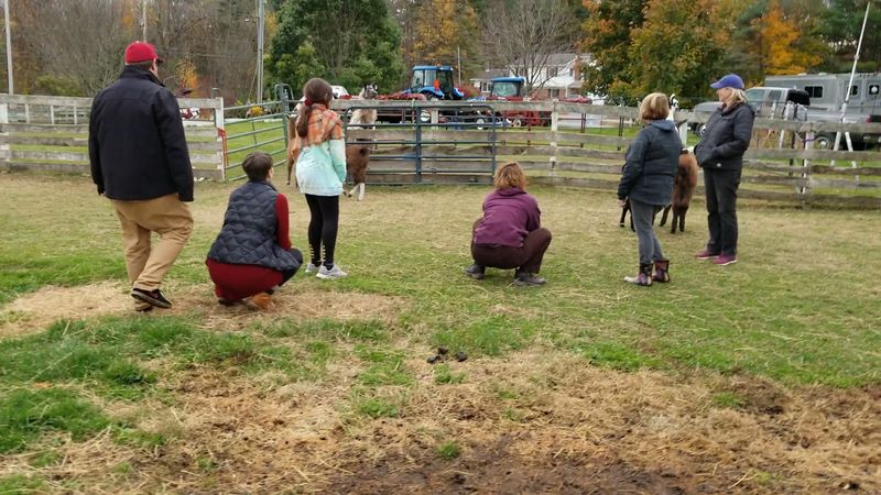 Trying Llama Yoga — A Quirky, Joyful Twist on a Classic Practice