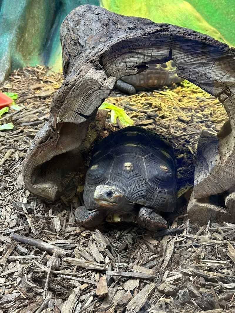 Turtle Education Program