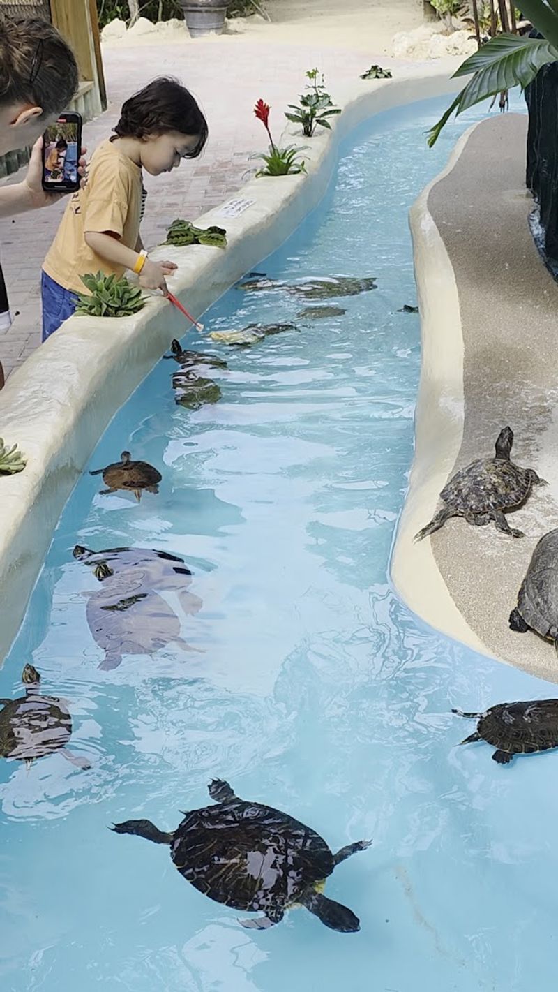 Turtle and Lobster Feeding Encounters