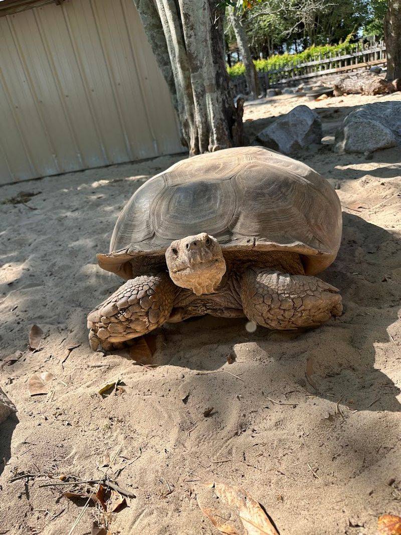 Turtles, Tortoises, and Reptile Viewing