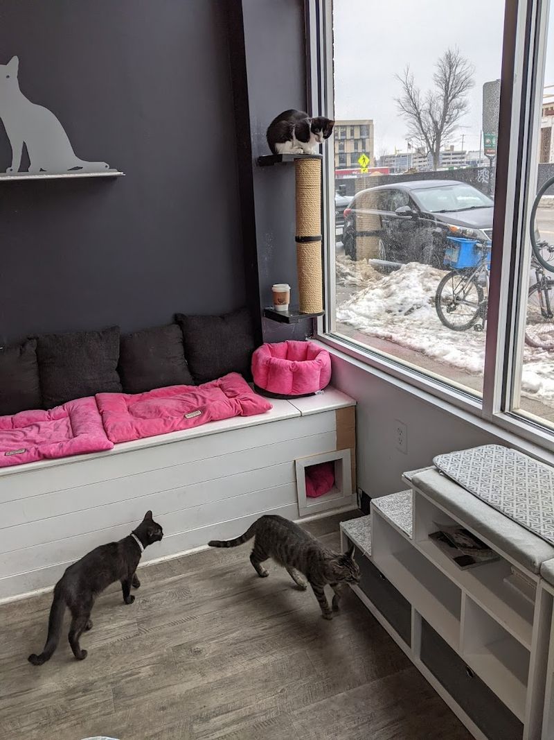 Viewing the Cats Through the Big Picture Window