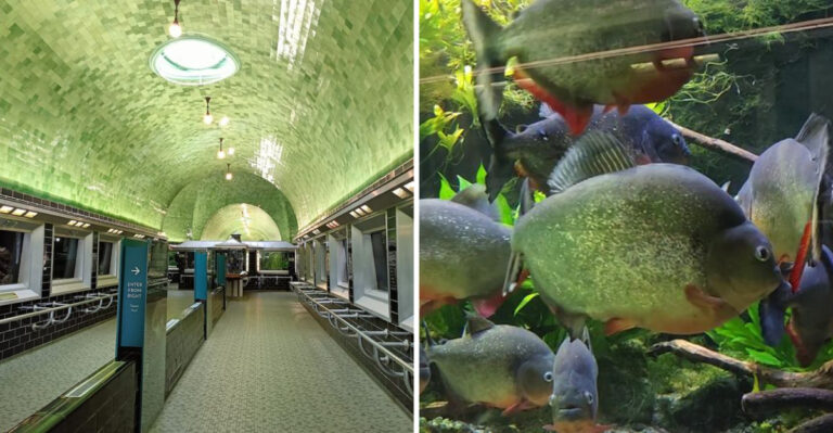 Walk Beneath The Water At This Awe-Inspiring Michigan Ocean Tunnel And See A Whole New World