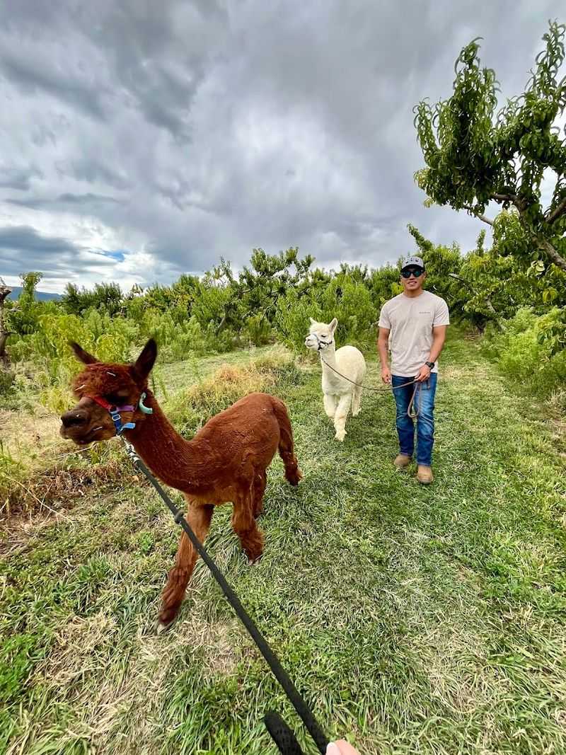 Walking Alpacas Through a Stunning Peach Orchard Walking Alpacas Through a Stunning Peach Orchard