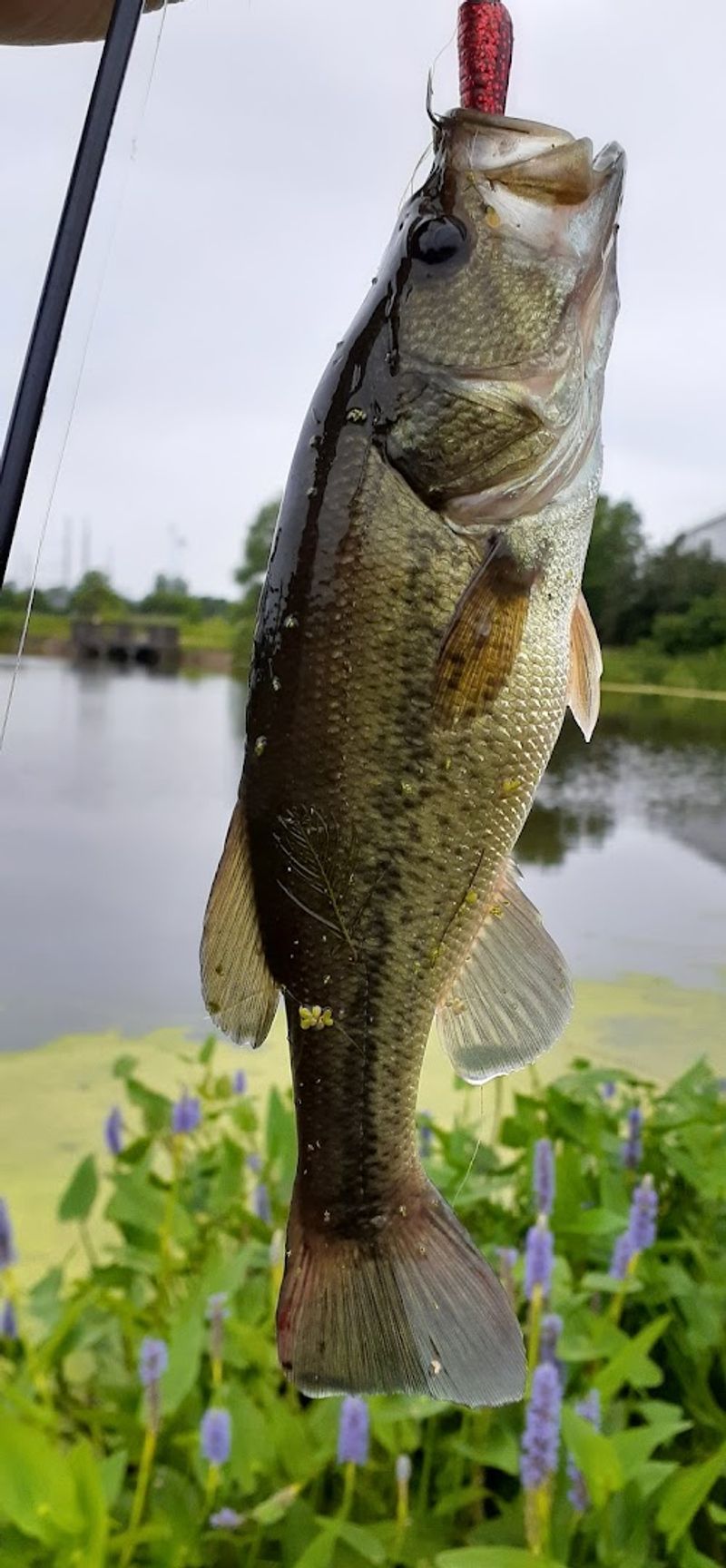 Wetlands Trails and Fishing Spot for Nature Lovers