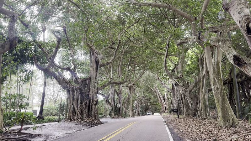 What Makes the Banyan Tree Tunnel So Special What Makes the Banyan Tree Tunnel So Special