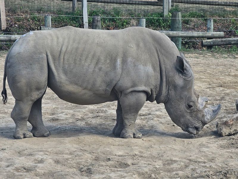 White Rhinoceros