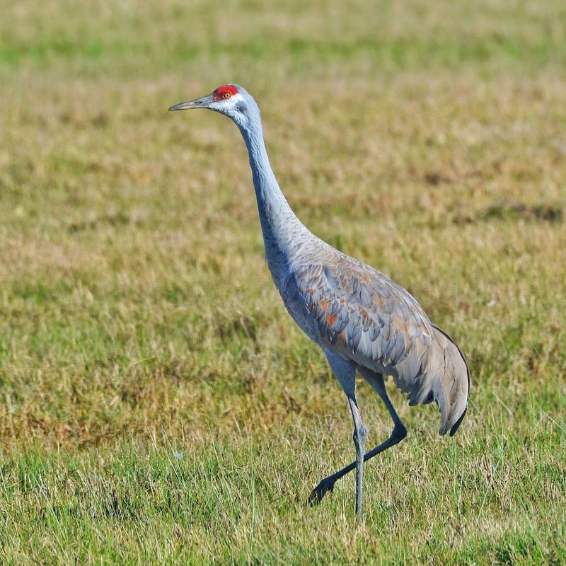 Whooping Crane Sightings That Will Take Your Breath Away Whooping Crane Sightings That Will Take Your Breath Away
