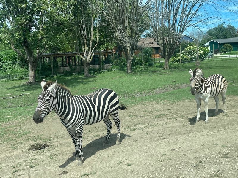 Why Aikman Wildlife Adventure Is Worth the Drive