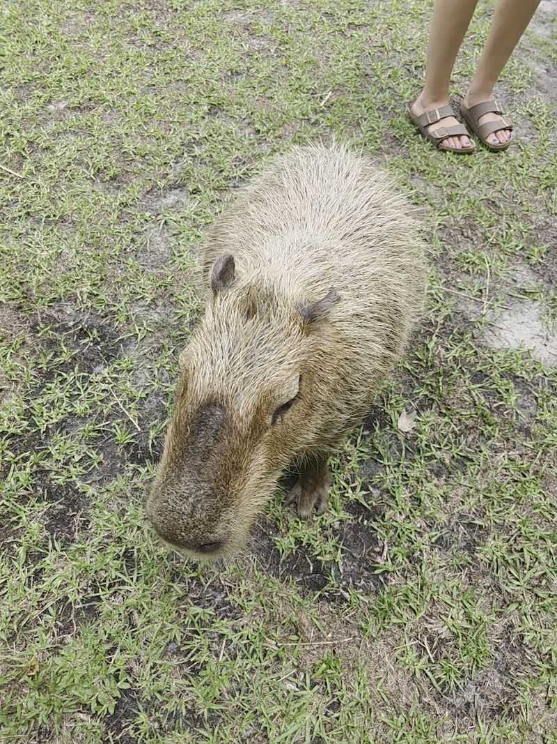 Why Amazing Animals Inc Stands Out Among Florida Attractions