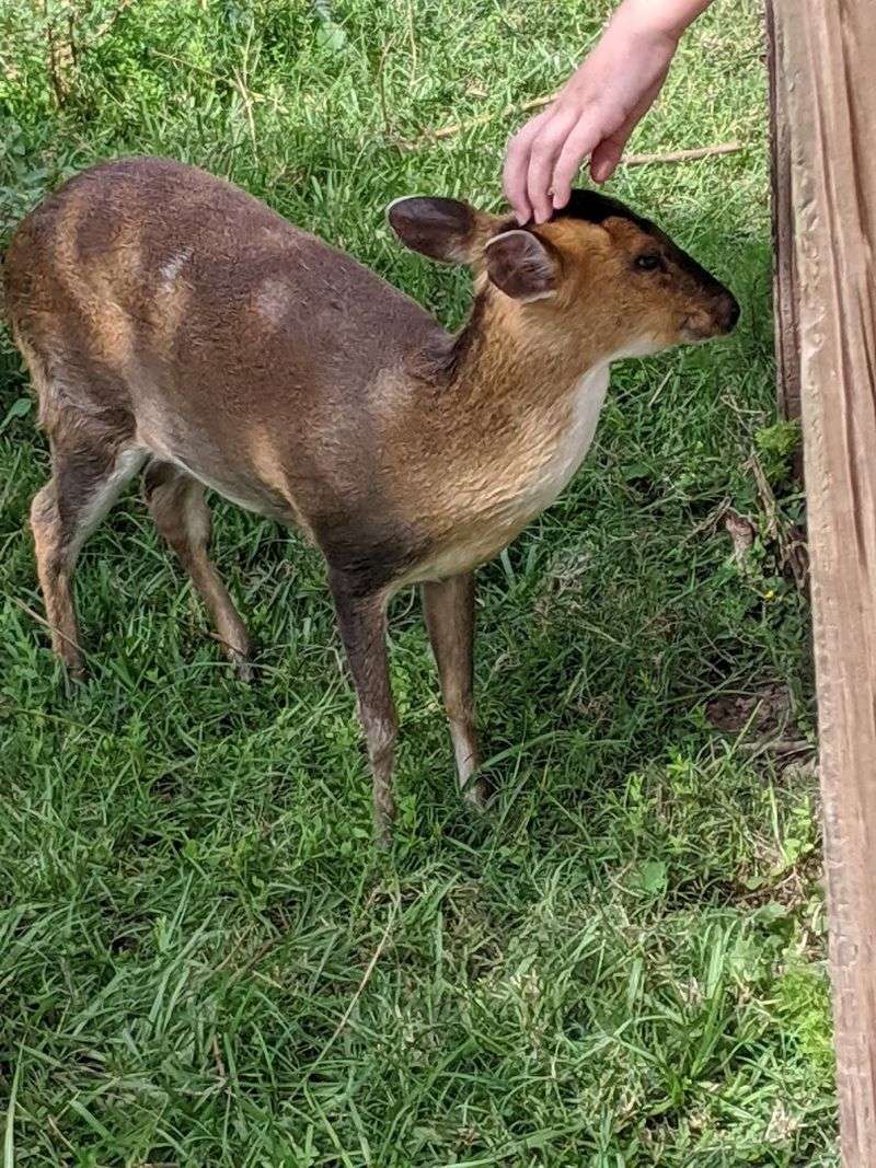 Why Animal Lovers Keep Coming Back Again and Again Why Animal Lovers Keep Coming Back Again and Again