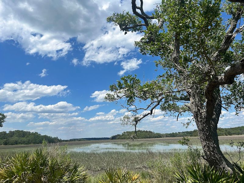 Why Pinckney Island Deserves a Top Spot on Your South Carolina Bucket List