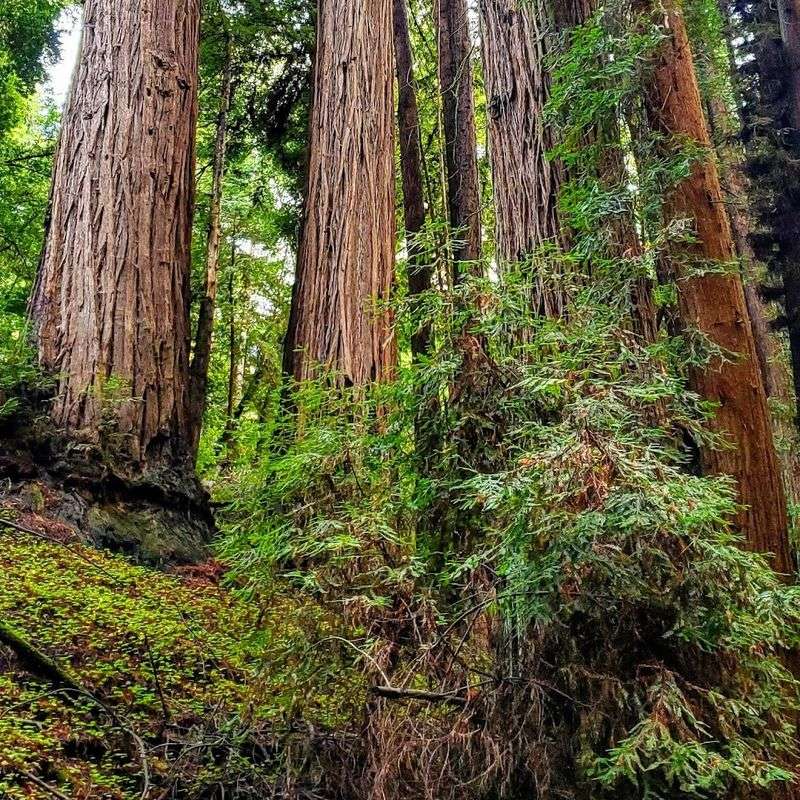 Why Portola Redwoods Deserves a Spot on Your Bucket List