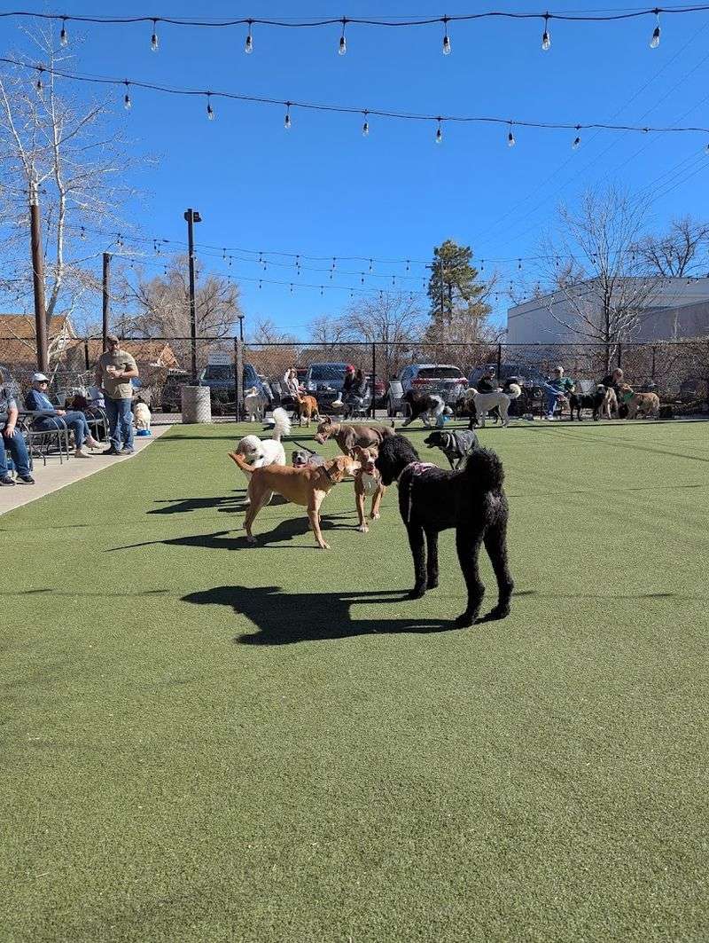 Why Pub Dog Colorado Has Earned Its Legendary Local Status