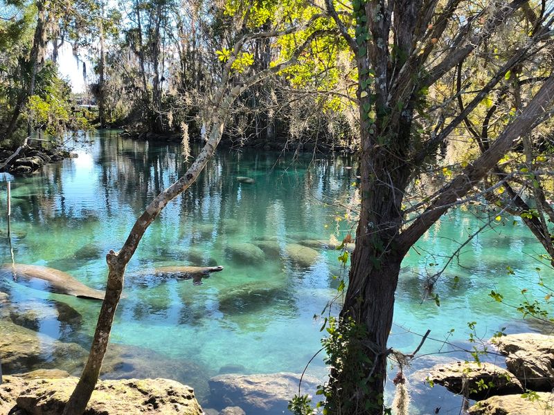 Why Three Sisters Springs Feels Like a True Florida Treasure Why Three Sisters Springs Feels Like a True Florida Treasure