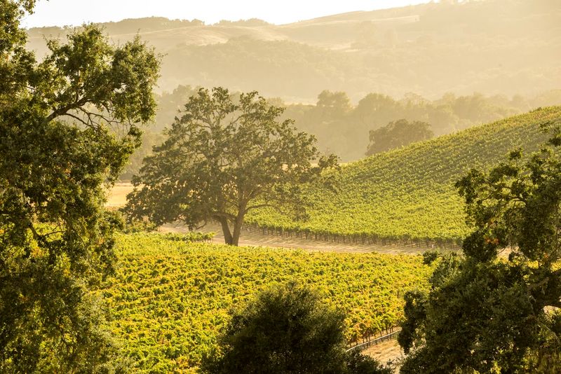 Wide Open Spaces and Oak-Studded Hills Define the Landscape