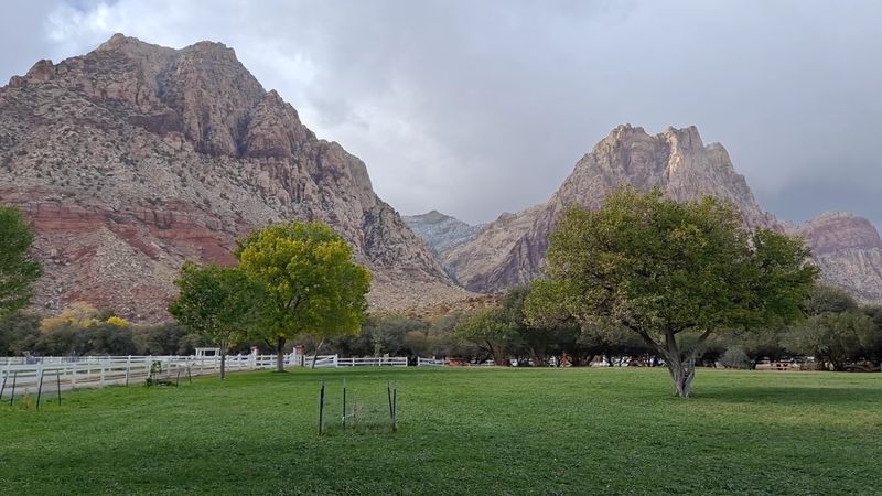 Wild Burros and Desert Wildlife That Surprise and Delight